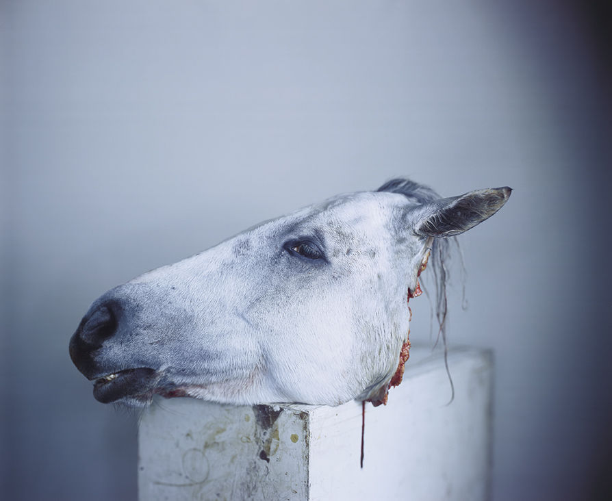 Richard Learoyd Cabeza de caballo (Horse Head), 2012 © Richard Learoyd. Cortesía del artista y Fraenkel Gallery, San Francisco