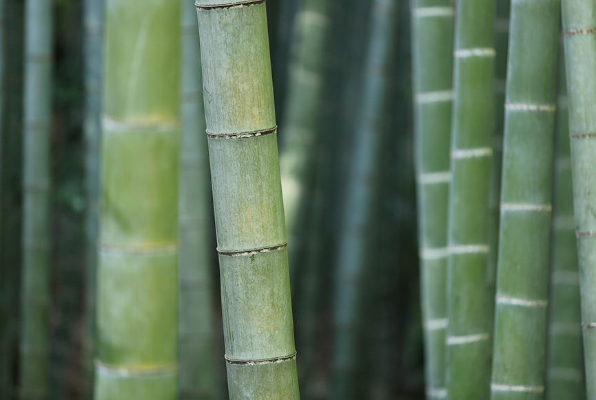 Juncos de Bambú