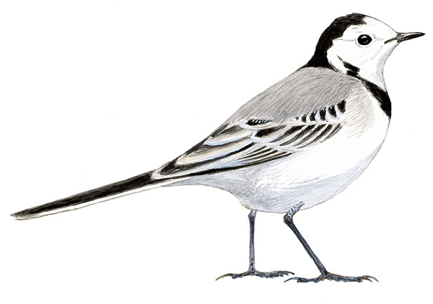 Imagen Lavandera blanca