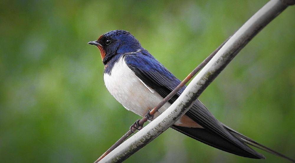 Golondrina