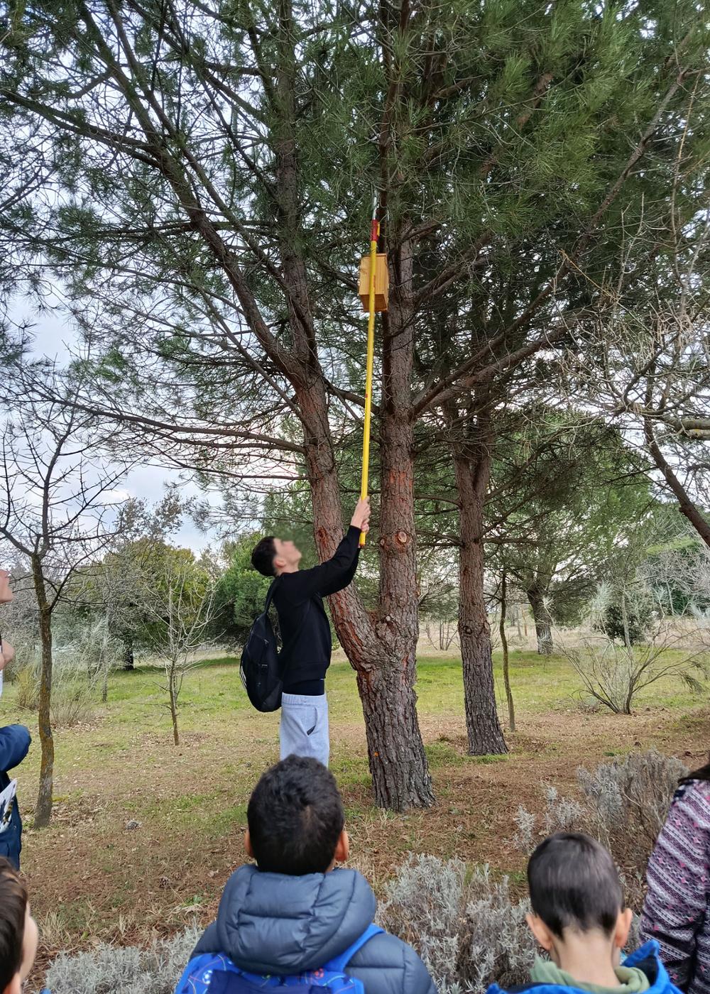 Cajas nido de Páridos