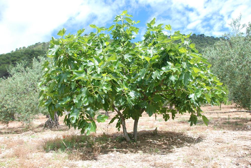Higuera
