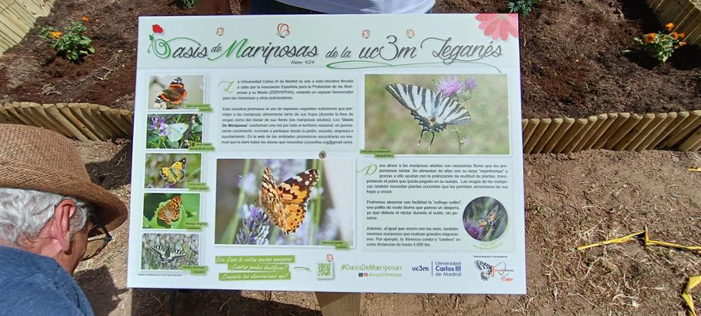 Oasis mariposas