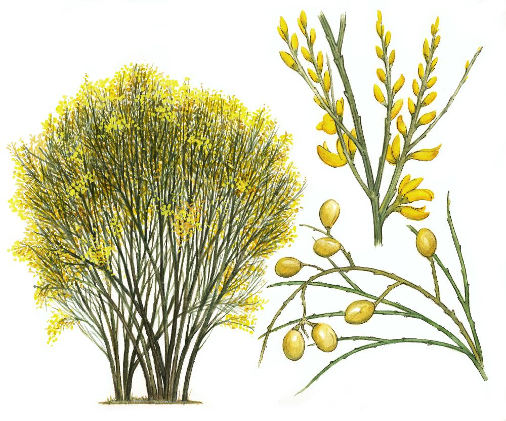 Retama (Retama sphaerocarpa)