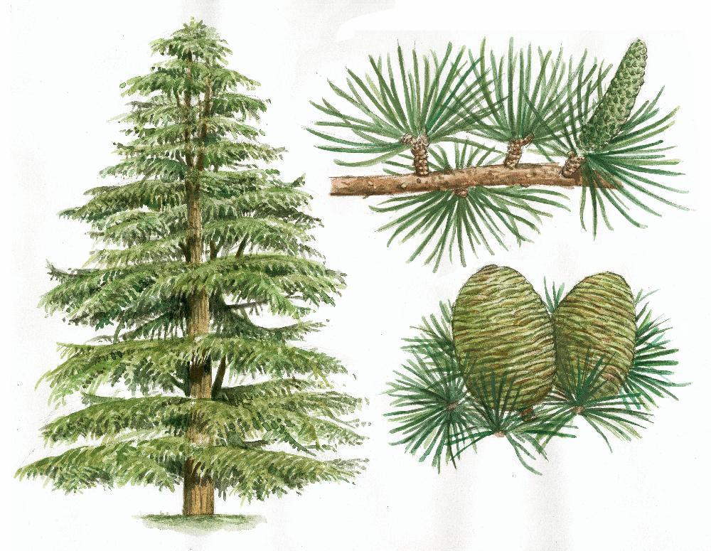 Cedro del Himalaya (Cedrus deodara)