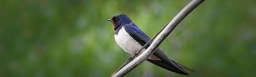 Golondrina
