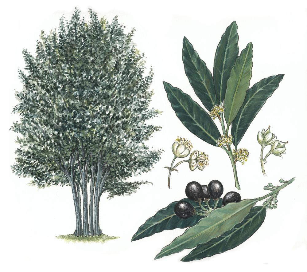 Ilustración del laurel