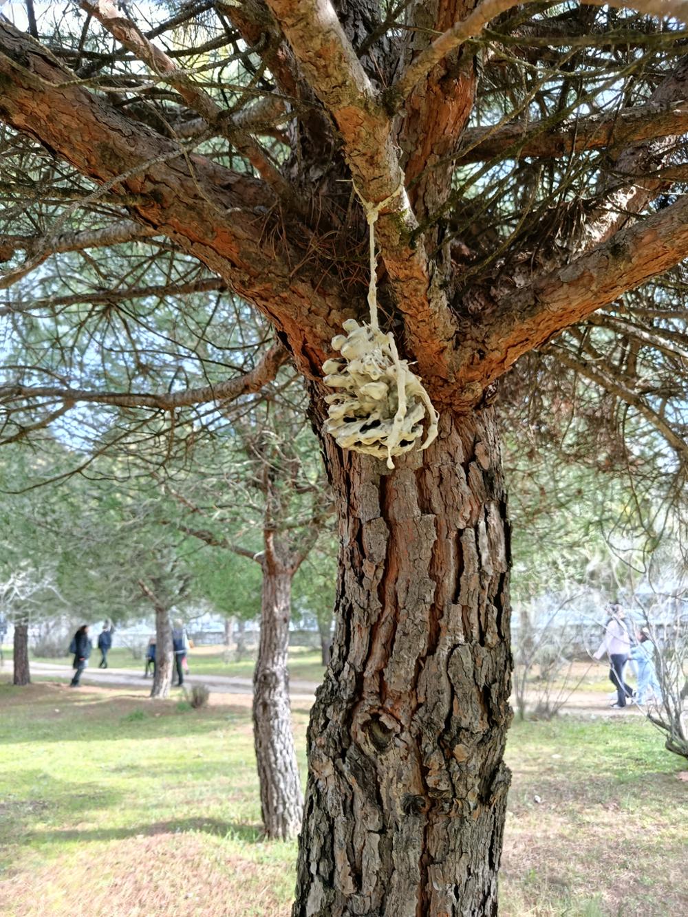recursos alimenticios para aves e insectos