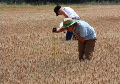 Mujeres midiendo la longitud de su cosecha de trigo