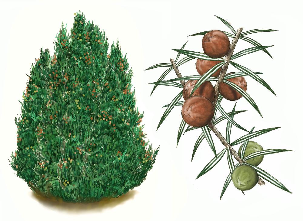 Enebro de la miera (Juniperus oxycedrus)