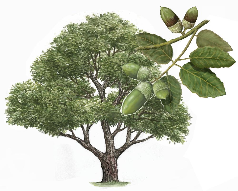 Alcornoque (Quercus Suber)