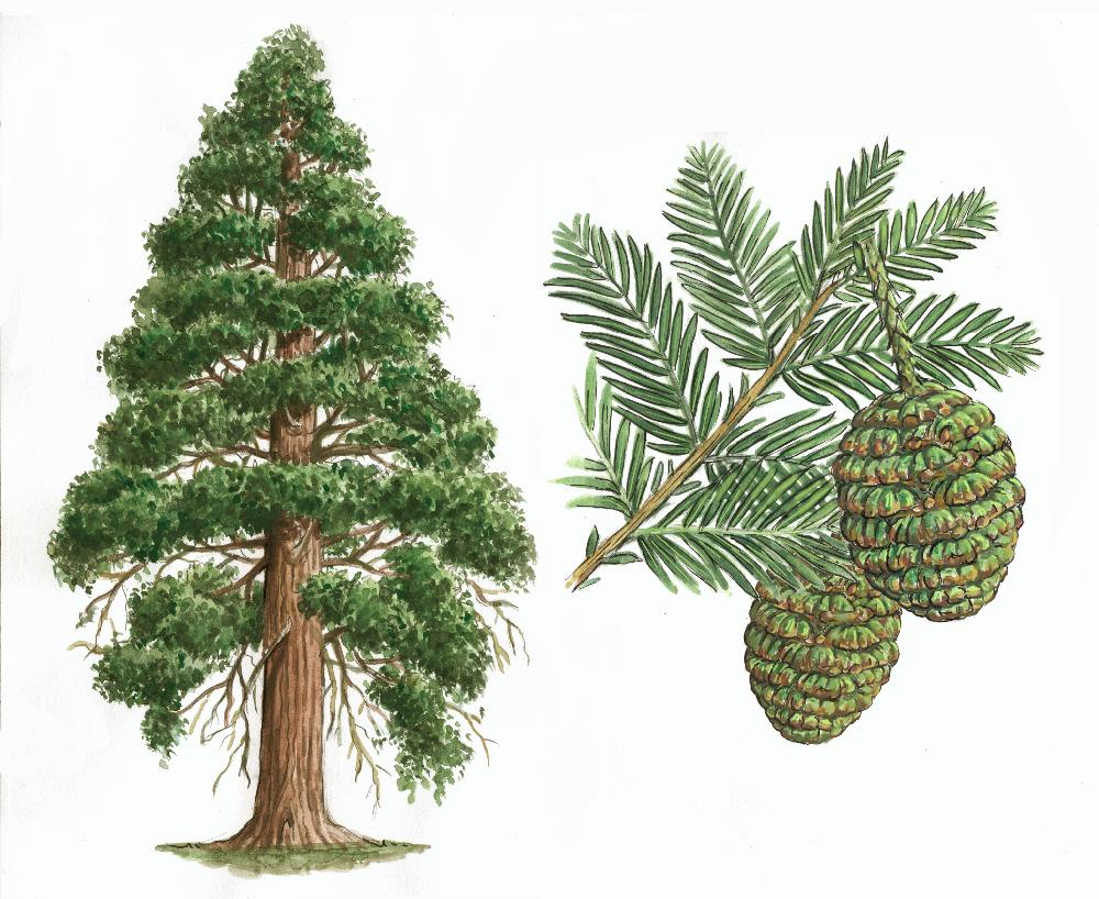 Sequoia (Sequoiadendron Giganteum)