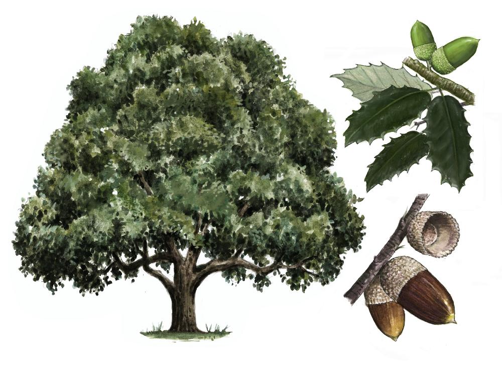 Encina (Quercus Ilex Ballota)