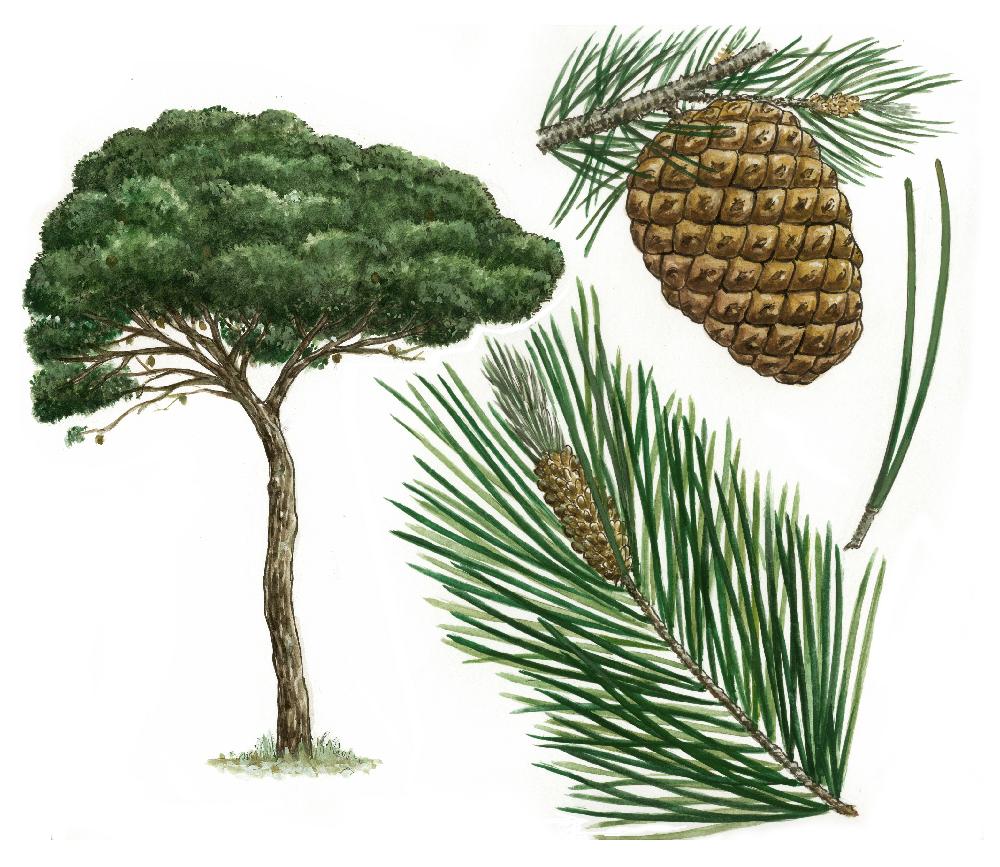 Pino piñonero (Pinus Pinea)