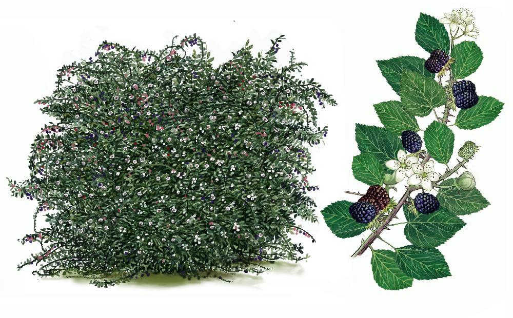 Zarzamora (Rubus sp. ulmifolius)